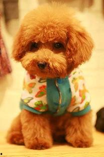 泰迪熊在线观看更多,解锁更多精彩瞬间,重温温馨感动 第3张 泰迪熊在线观看更多,解锁更多精彩瞬间,重温温馨感动 第3张